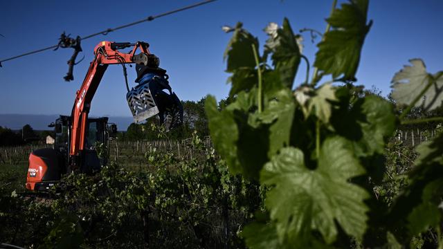 Weinanbau: Frankreich beantragt EU-Hilfen für Rodung von Weinbergen