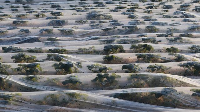 Statistisches Bundesamt: Niedrigste Erdbeerernte seit 30 Jahren erwartet