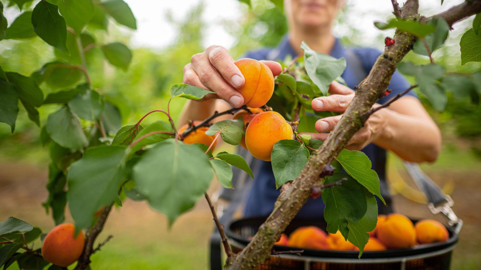 Nachfrage nach Bio-Lebensmitteln so hoch wie nie
