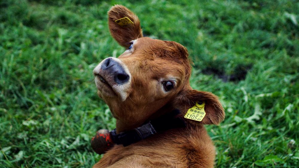 Fitness von Kühen: Das unterschätzte Kuhohr: Es wackelt immer anders und gibt wertvolle Hinweise, wie es der Kuh geht. 3D-Sensoren können die Aktivität tracken und dem Besitzer Hinweise zum Gesundheitszustand geben.