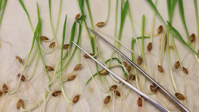 Landwirtschaft: EU-Staaten lockern Gentechnikregeln für Lebensmittel