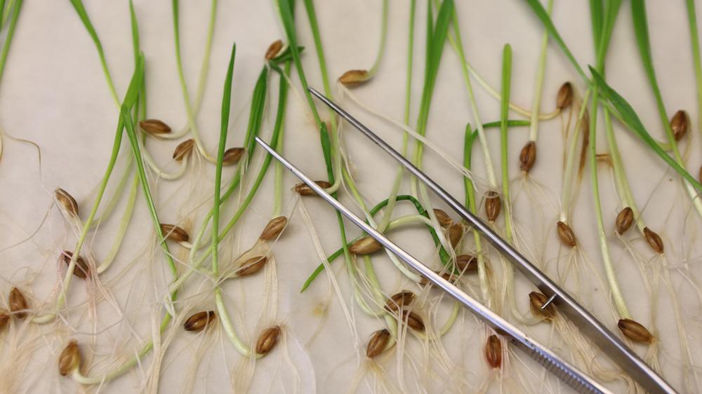  Wissenschaftler erhoffen sich von den gelockerten Gentechnikregeln der EU eine einfachere Forschung mit Pflanzensamen.