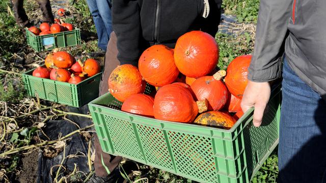 German organic sales outstrip production