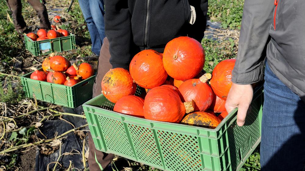 Bio: Der Deutsche Bauernverband rechnet mit einem Wachstum von etwa acht Prozent für die Bio-Branche. Die Produktion hält mit dem Tempo nicht Schritt.