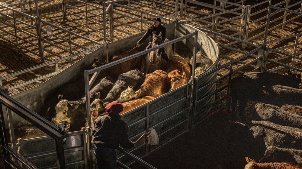 Bauernproteste : Rinderherde in Argentinien