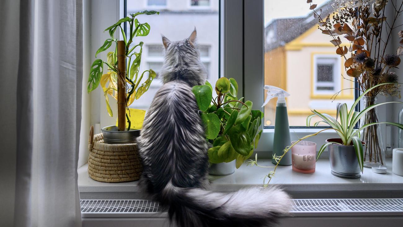 Gasversorgung: Europäischer Gaspreis steigt um 20 Prozent innerhalb einer Woche