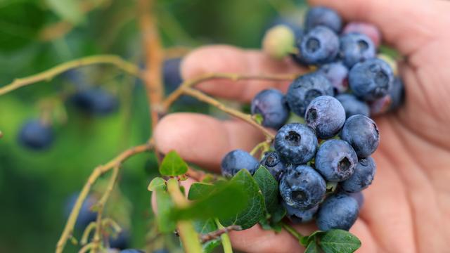 Statistisches Bundesamt: Beerenernte in Deutschland auf Höchststand seit Aufzeichnungsbeginn