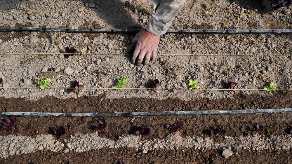 Fertilizers and energy prices: Producing nitrogen fertilizer alone contributes two percent to global greenhouse gas emissions.