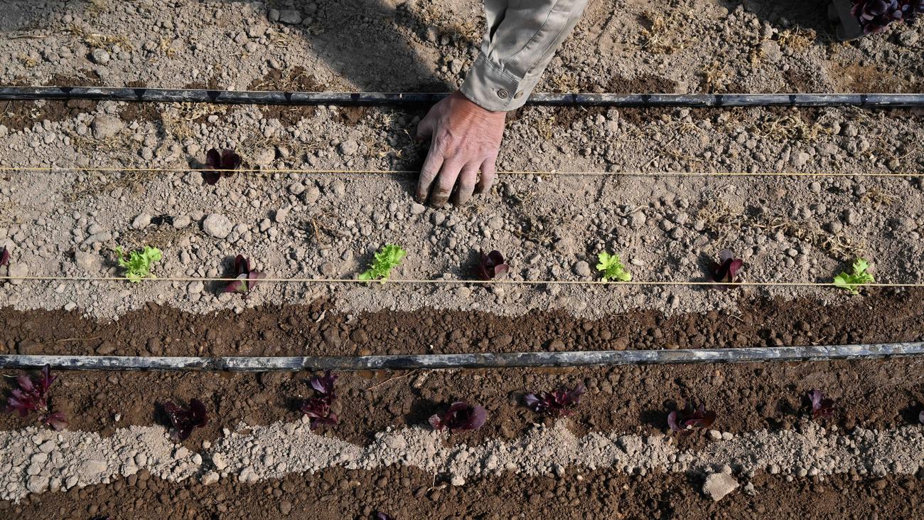 Düngemittel und Energiepreise: Die Welt steckt in der Düngerfalle