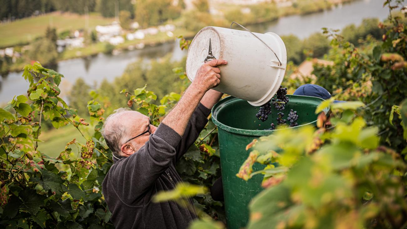Winzer: Trost oder Prost