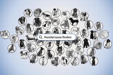 Kosten für Hunderassen: So viel kostet Sie dieser Hund – über sein gesamtes Leben