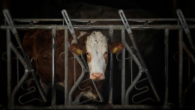Bio-Milchbauer: »Uns geht das Futter für unsere Tiere aus«