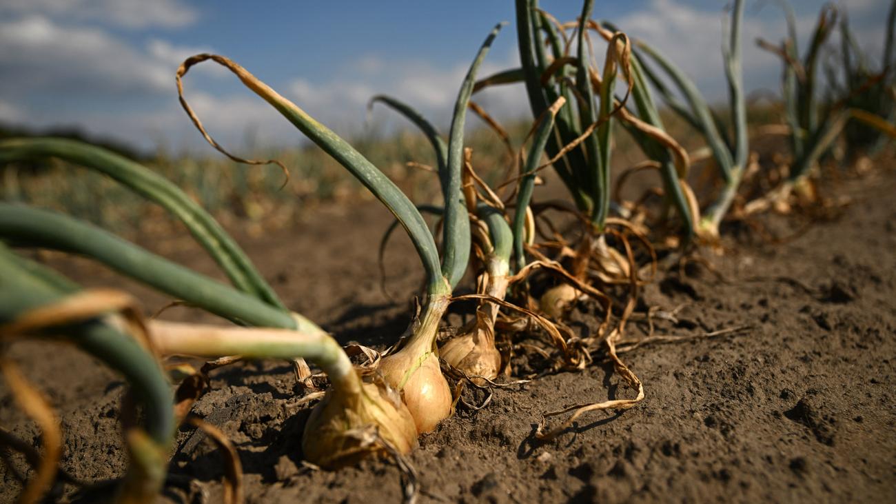 Inflación: precios de producción registran el mayor aumento en tres años