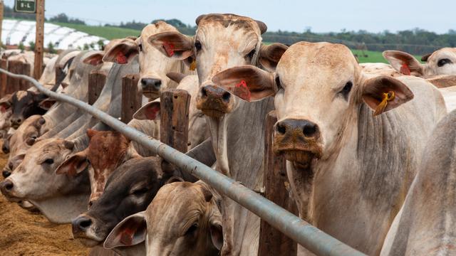 Freihandel: EU stoppt Fleischimporte aus Brasilien wegen Antibiotika-Regeln