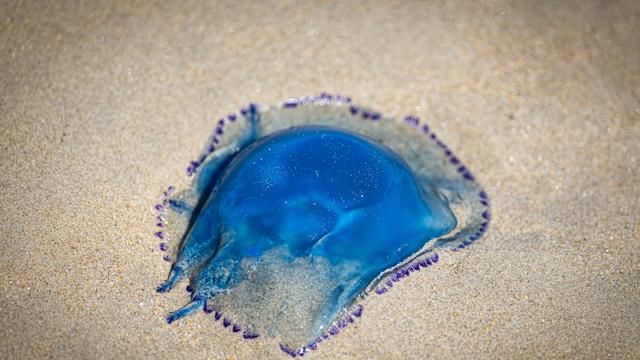 Hitzewelle in Frankreich: Und jetzt auch noch eine Quallenplage
