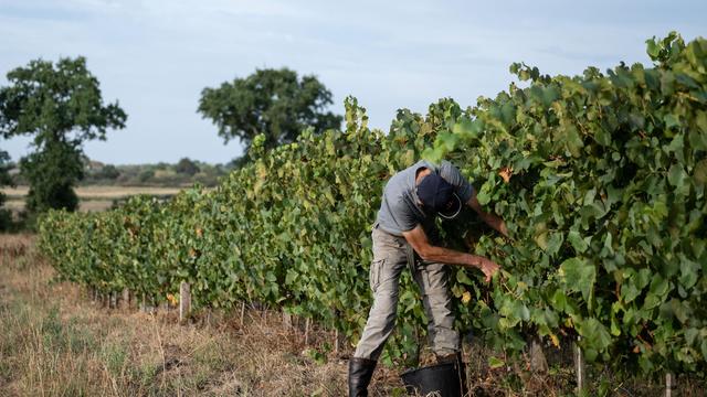 Weinernte in Frankreich: Frankreich erlebt eine der schwächsten Weinlesen seit Jahren