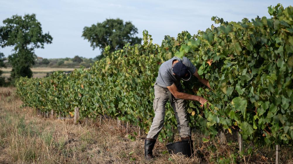 Weinernte Frankreich Dürre Hitze Champagne