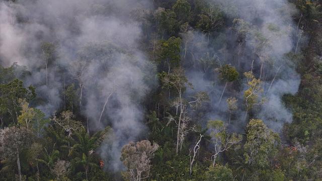 Amazonas-Abholzung: Die Kettensägen werden leiser