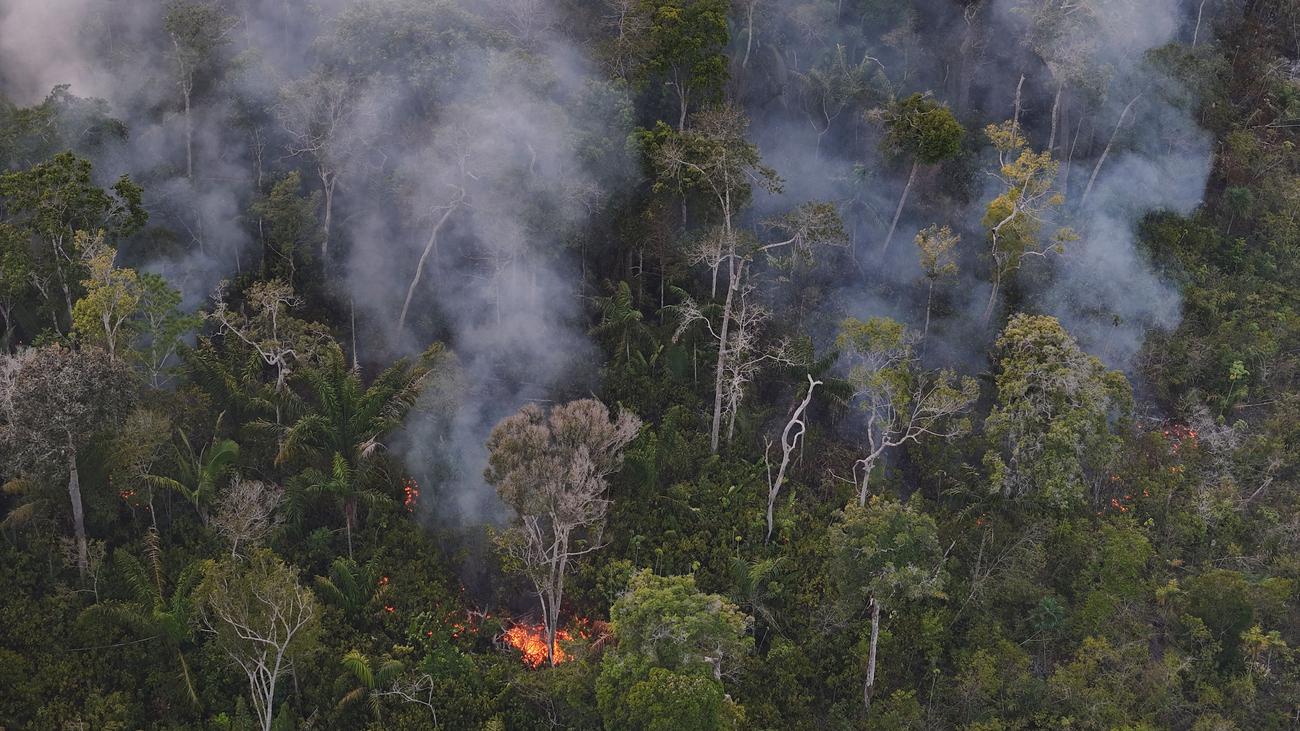 Amazon deforestation: The chainsaws are getting quieter