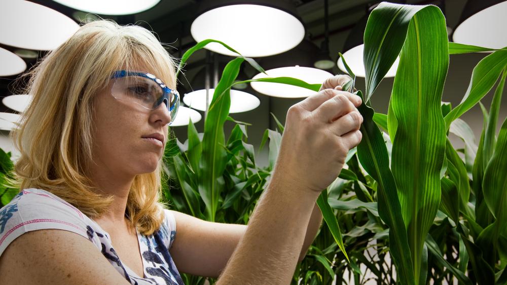 Monsanto-Übernahme: Eine Biologin untersucht gentechnisch veränderten Mais im Monsanto-Labor in St. Louis, Missouri.