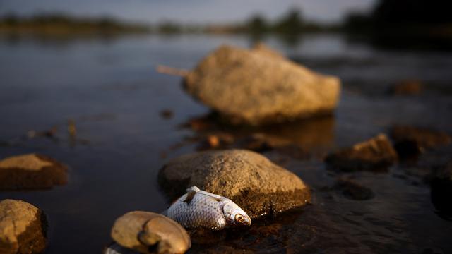 Fischsterben: Polen kämpft gegen Ausbreitung der giftigen Goldalge