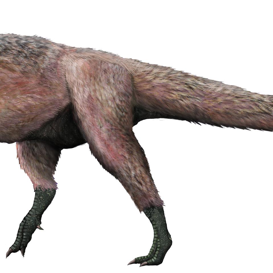 Fossilienfund: Ein T. Rex mit plschigem Vogelflaum | DIE ZEIT