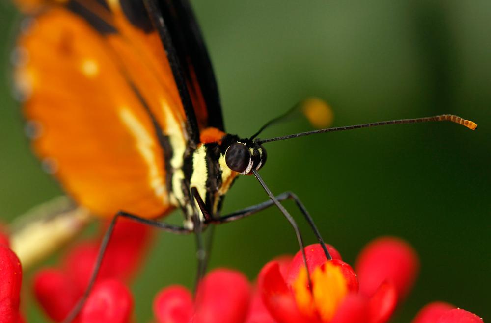 Schmetterlingsfarm: Umschlagplatz für bunte Falter | ZEIT ONLINE