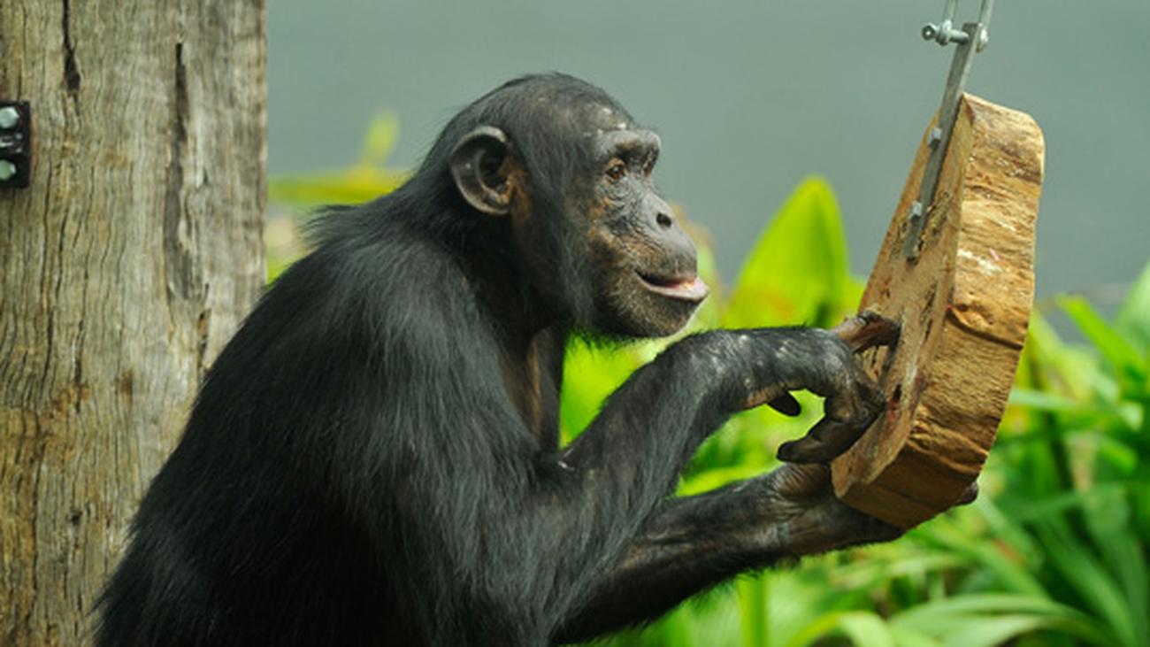 Шимпанзе играть