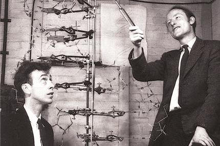Francis Crick (rechts) und James Watson 1953 mit ihrem Modell der DNA-Struktur.