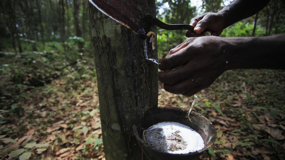 Pilzbefall: Ein Mann zapft einen Kautschuk-Baum an.