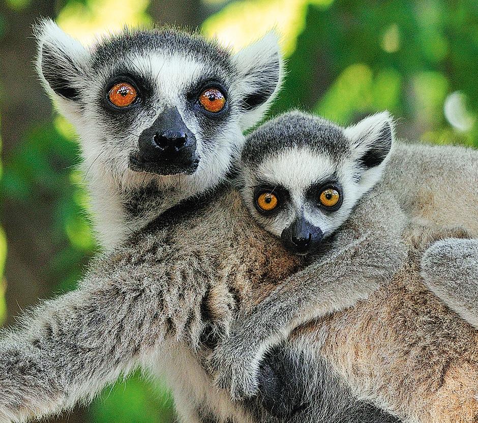 Tierfotografie: Party im Affenstall | ZEIT ONLINE