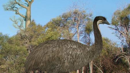 Evolution Die Urahnen Der Laufvogel Hoben Noch Ab Zeit Online