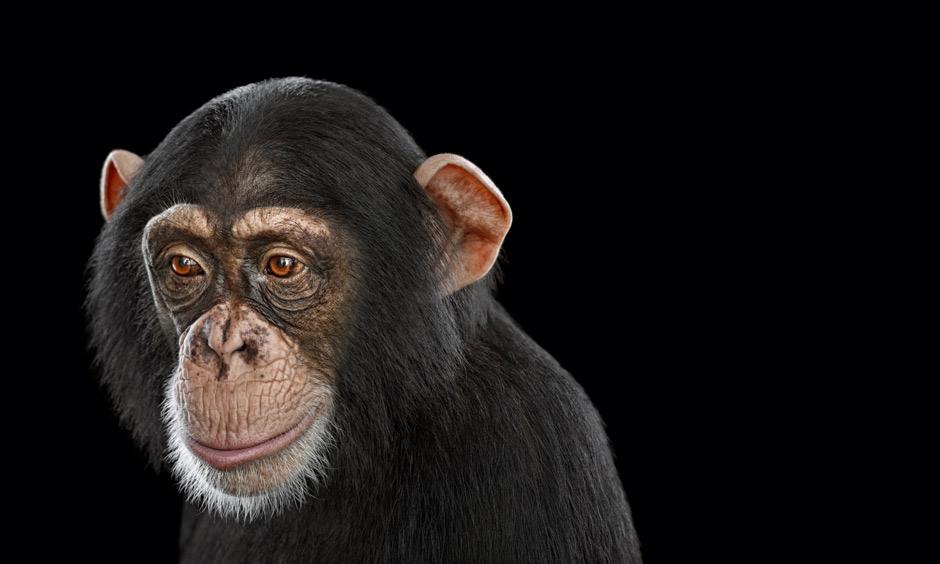 Tierfotografie Zähne zeigen, Tiger! ZEIT ONLINE