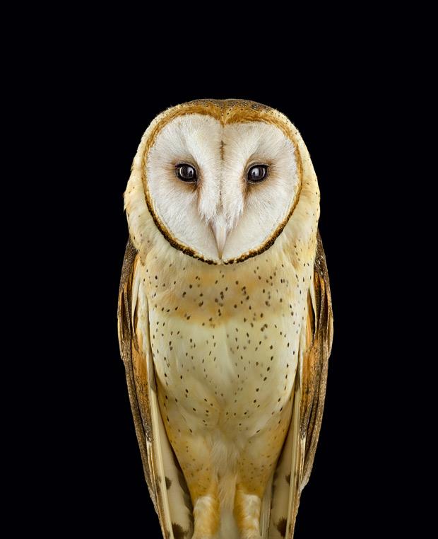 Tierfotografie Zähne zeigen, Tiger! ZEIT ONLINE