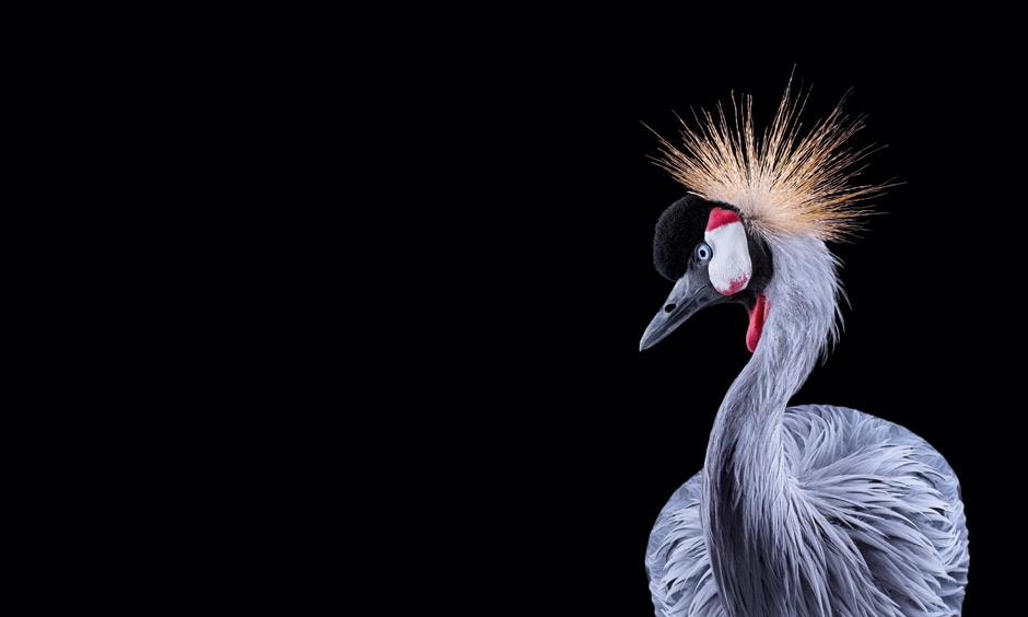 Tierfotografie Zähne zeigen, Tiger! ZEIT ONLINE