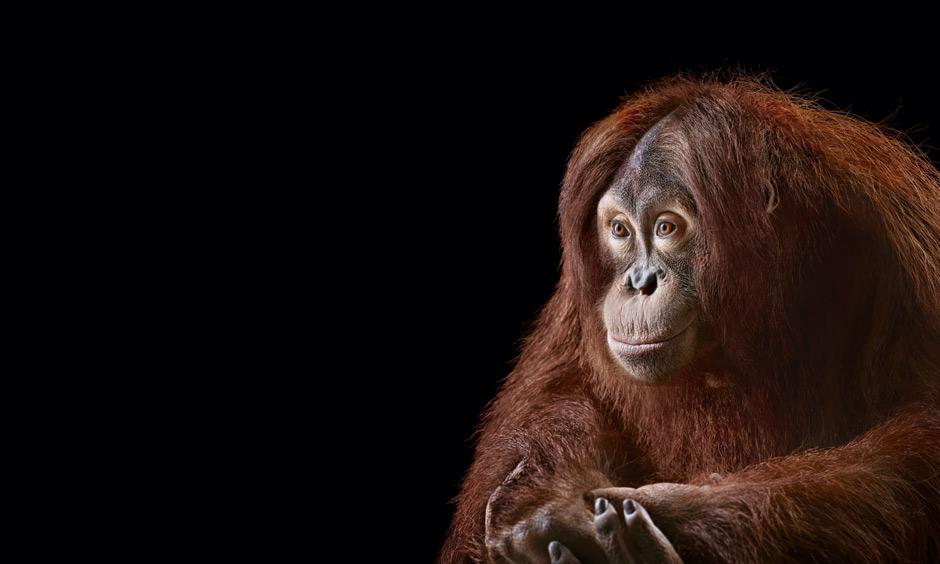 Tierfotografie Zähne zeigen, Tiger! ZEIT ONLINE