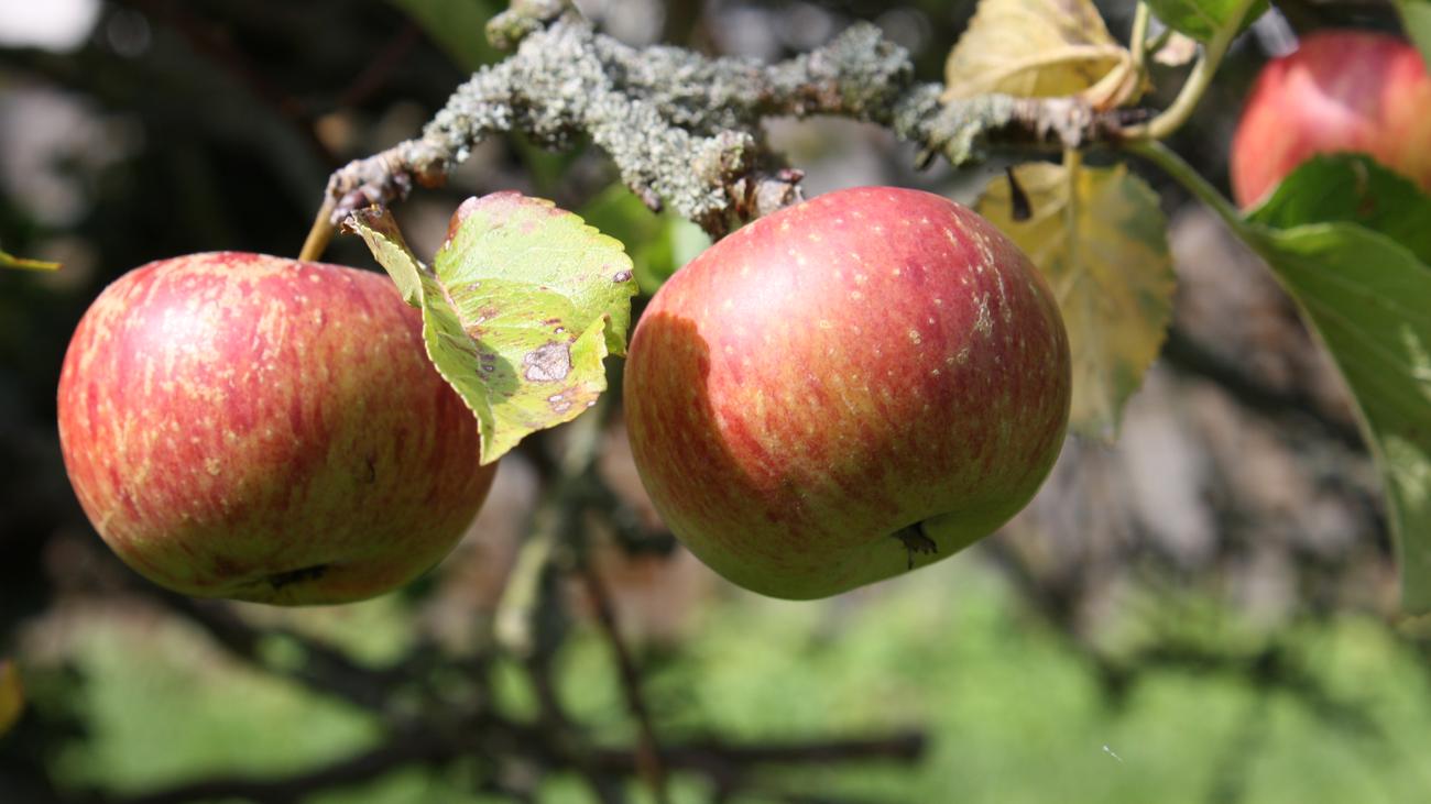 Obst Haben Susse Apfel Mehr Kalorien Als Saure Zeit Online