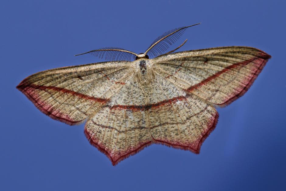 Моли вы. Giant Moth. Мотылек и лампа Мем. Gothic pictures of Moths and Lamp. Moth girl Lamp meme