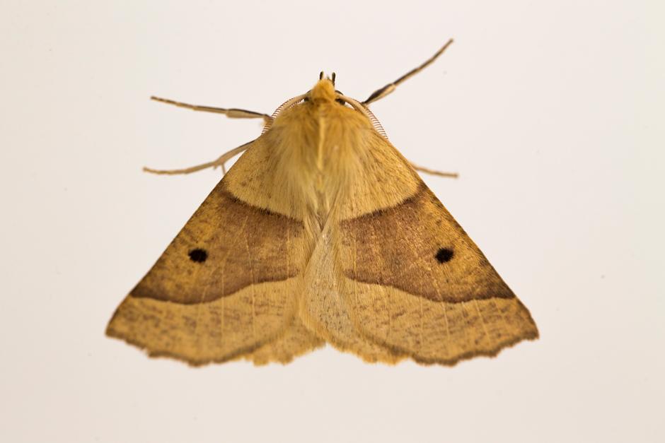 Fotos von Insekten: Motten-Party! | ZEIT ONLINE