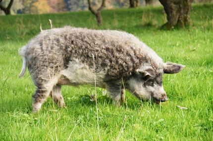 Landwirtschaft: Wer das Wollschwein retten will, der muss es essen