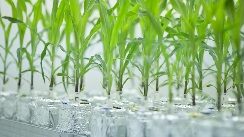 Grüne Gentechnik - News und Infos | ZEIT ONLINE