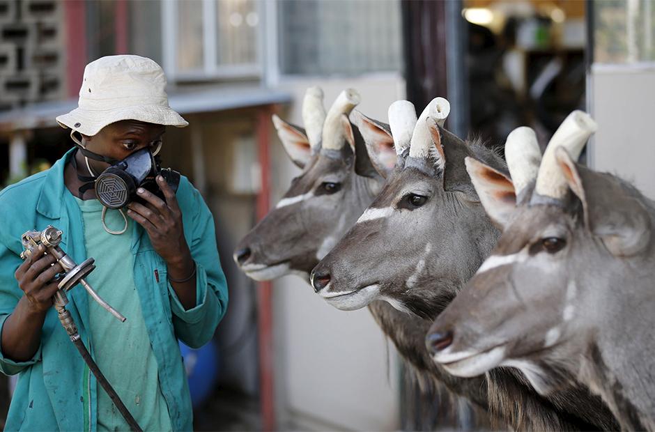 Südafrika: Anpirschen, zielen, Kopf abschlagen | ZEIT ONLINE