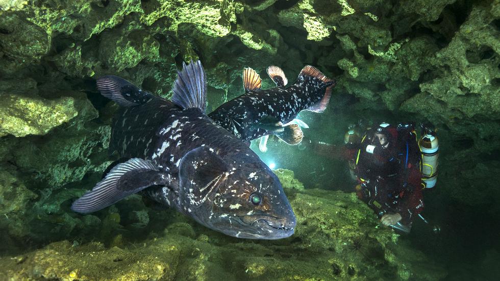 Evolution: Quastenflosser haben eine Lunge | ZEIT ONLINE