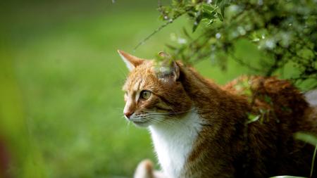 Tierschutz Kastration Von Hauskatzen Soll Pflicht Werden