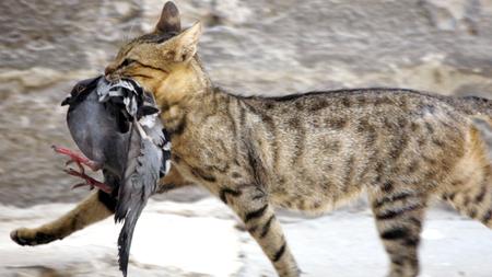 Australien Miau En Masse Zeit Online