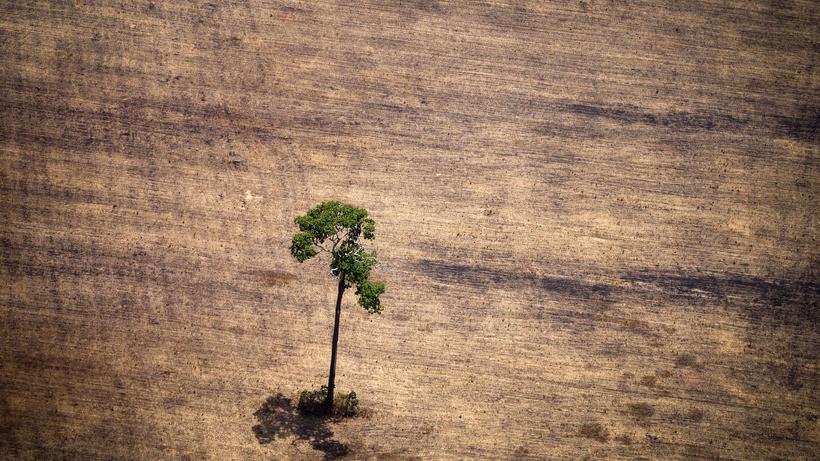 Indianer allein pflanzen Wald