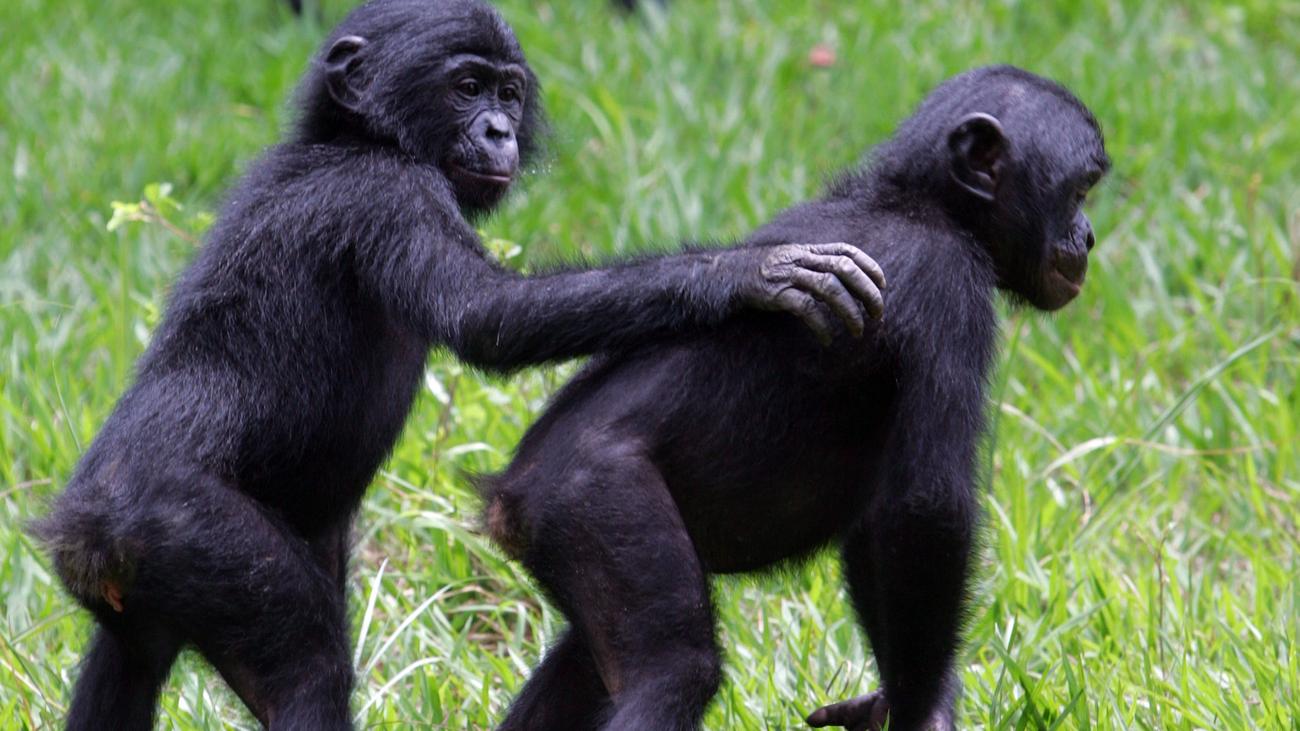 Bonobos Und Schimpansen Die Zwei Gesichter Des Menschen Zeit Online