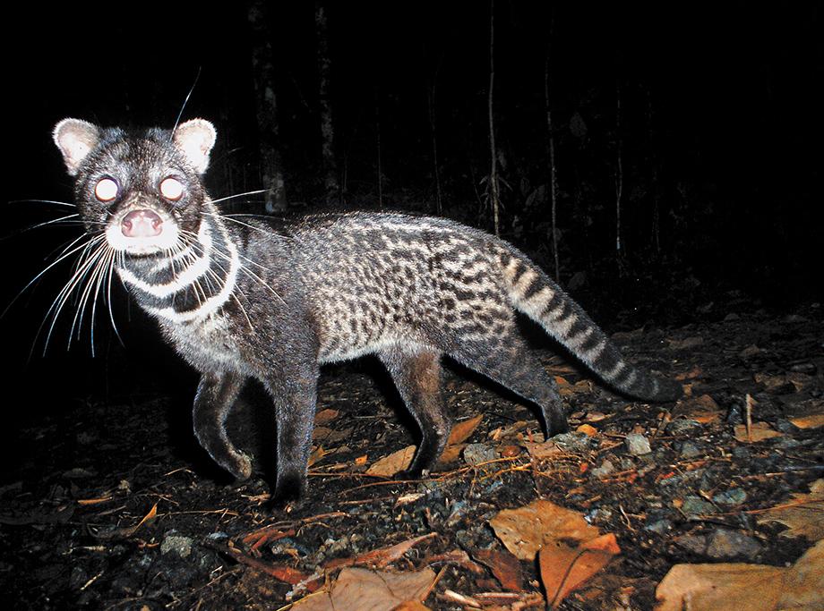 Borneo Goldkatze Borneo Goldkatze