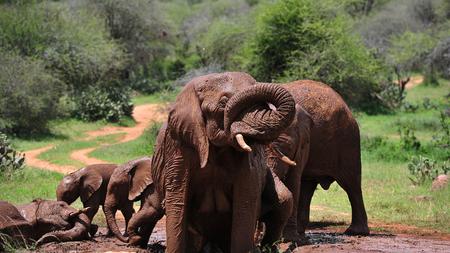Ausrottung Wilderer Haben Afrikas Elefantenbestande Dezimiert Zeit Online