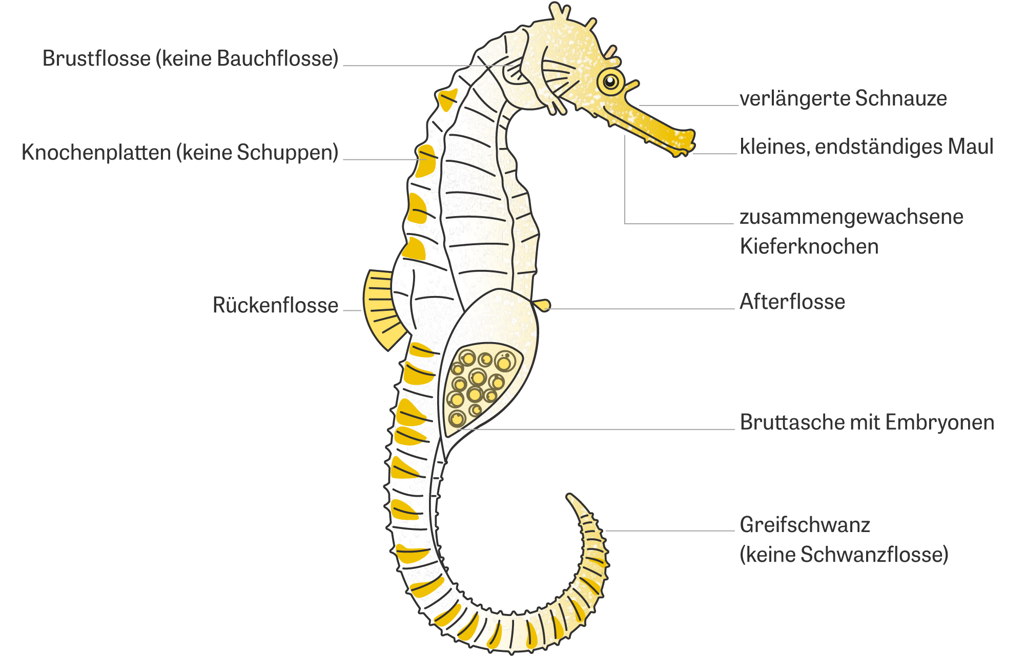 Seepferdchen: Warum Drachen schwanger werden | ZEIT ONLINE